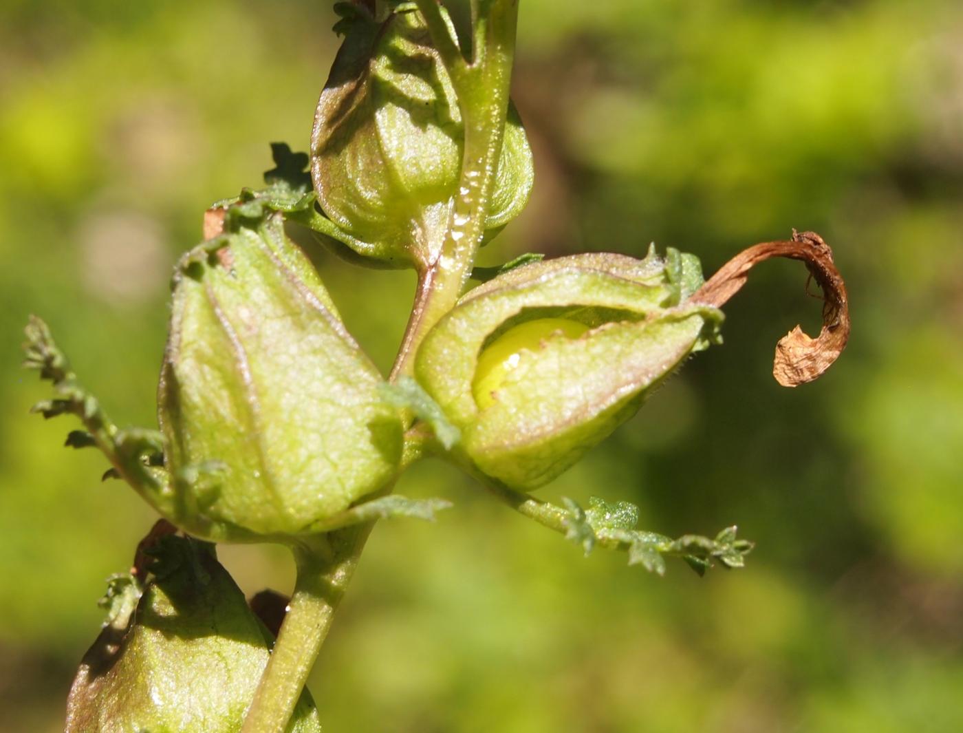 Lousewort, Marsh fruit